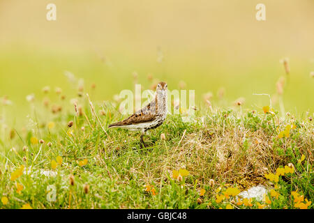 Dunlin on the Machair at Paible North Uist Stock Photo