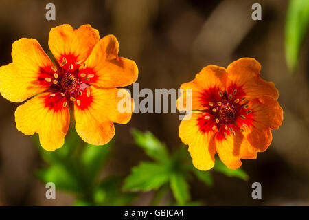 Two flowers of the dwarf, spreading, summer flowering perennial, Potentilla x tonguei Stock Photo