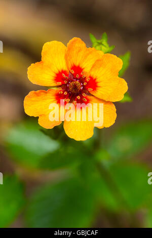 Single flower of the dwarf, spreading, summer flowering perennial, Potentilla x tonguei Stock Photo