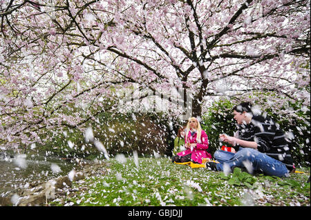 Friends sit beneath a huge tree in full pink blossom in Victoria Park, Bath. Stock Photo