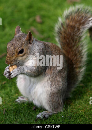 General Stock - Grey Squirrel Stock Photo