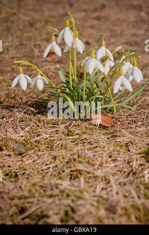 Common Snowdrop (Galanthus nivalis), Sweden, Europe Stock Photo