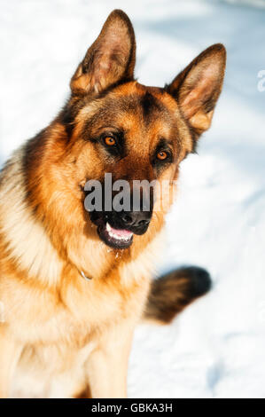German Shepherd Dog, Alsatian, in snow Stock Photo