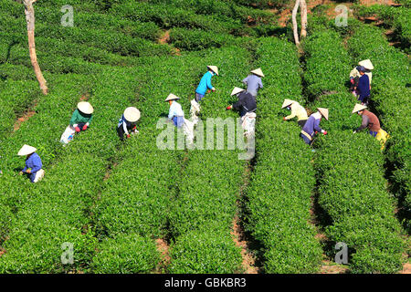 A group of farmers picking tea on a summer afternoon in Cau Dat tea plantation, Da lat, Vietnam Stock Photo