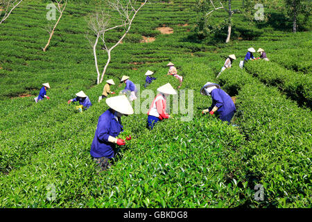 A group of farmers picking tea on a summer afternoon in Cau Dat tea plantation, Da lat, Vietnam Stock Photo