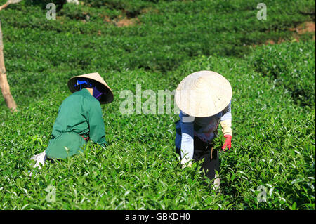 Farmers picking tea on a summer afternoon in Cau Dat tea plantation, Da lat, Vietnam Stock Photo