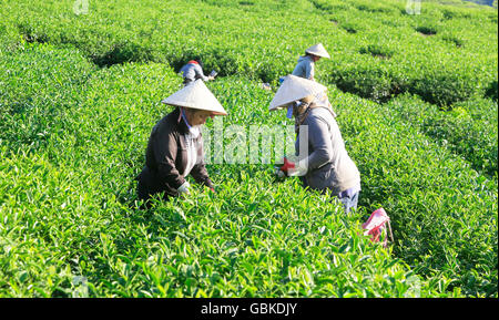 Farmers picking tea on a summer afternoon in Cau Dat tea plantation, Da lat, Vietnam Stock Photo