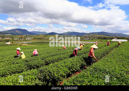 A group of farmers picking tea on a summer afternoon in Cau Dat tea plantation, Da lat, Vietnam Stock Photo