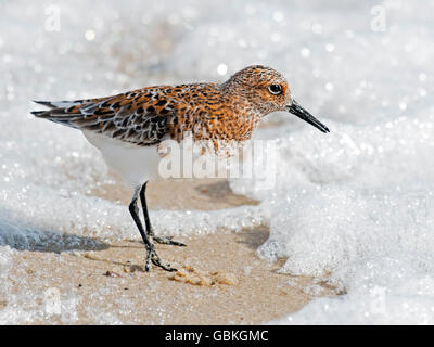 Sanderling on Beach Stock Photo