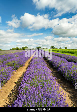 Blue Pheasant Winsford Shiny Brass Coasters – Lavender Fields