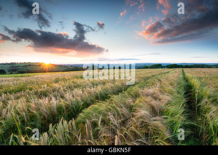 Stunning sunset over a field of ripening barley on farmland near Bodmin in Cornwall Stock Photo