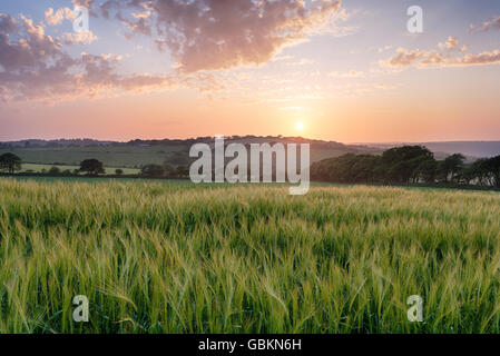 Sunset over a filed of barley growing near Bodmin in the Cornish countryside Stock Photo