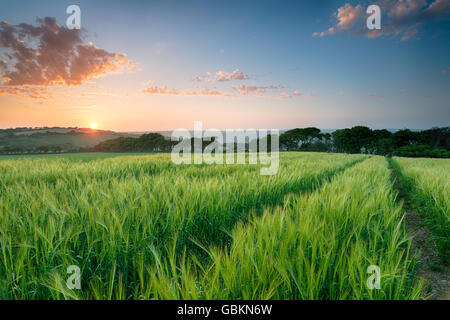Beuatiful sunset over a field of lush barley growing in Cornwall Stock Photo