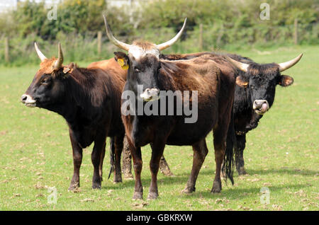 Farmer brings giant cattle to Britain Stock Photo