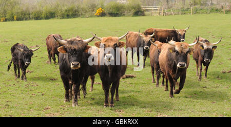 Farmer brings giant cattle to Britain Stock Photo