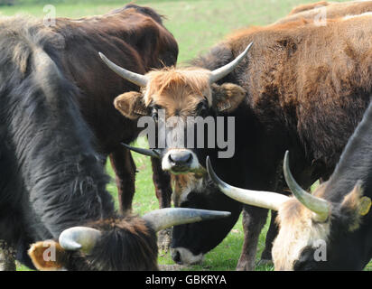 Farmer brings giant cattle to Britain. Heck cattle on a farm near Broadwoodwidger. Stock Photo