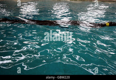 The Anaconda wave energy converter as it is tested at QinetiQ test tank in Gosport, Hampshire. Stock Photo