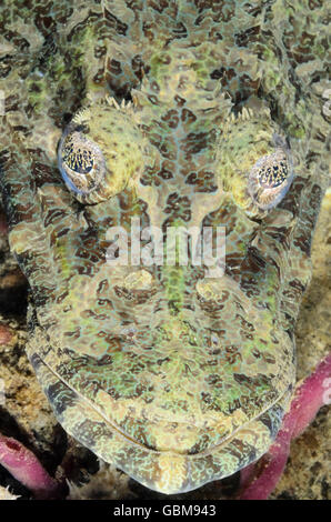 Crocodile flathead or crocodilefish, Cymbacephalus beauforti, Ambon, Maluku, Indonesia, Pacific Stock Photo