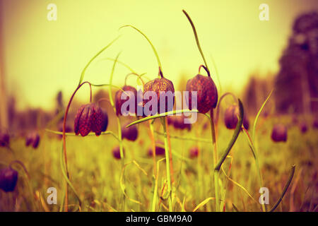 Flowers in the meadow, selective focus. Vintage toned. Retro image effect . Vintage style. Stock Photo