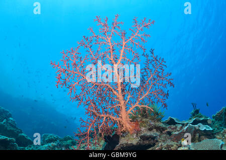 soft coral, Siphonogorgia godeffroyi, Ambon, Maluku, Indonesia, Pacific Stock Photo