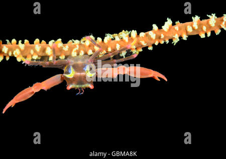 Black coral crab, Quadrella maculosa, Ambon, Maluku, Indonesia, Pacific Stock Photo