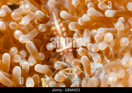 White-lined anemone shrimp, Periclimenes albolineatus, Ambon, Maluku, Indonesia, Pacific Stock Photo