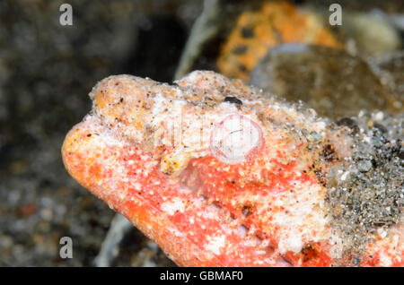 Reptilian snake eel, Brachysomophis henshawi, Ambon, Maluku, Indonesia, Pacific Stock Photo