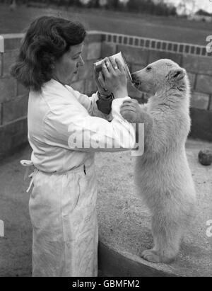 Spitfire, the baby polar bear who is still in the cuddly stage, eagerly laps honey from the tin offered by children's zoo supervisor Pauline England, at Whipsnade Zoo, Bedfordshire. The cub, a recent arrival from Germany, got its name from its bad tempered demonstrations when she reached its English home. Stock Photo
