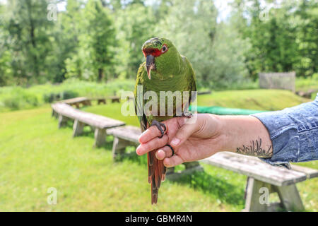 Parrot sitting on a hand in safari in Quebec, Canada.