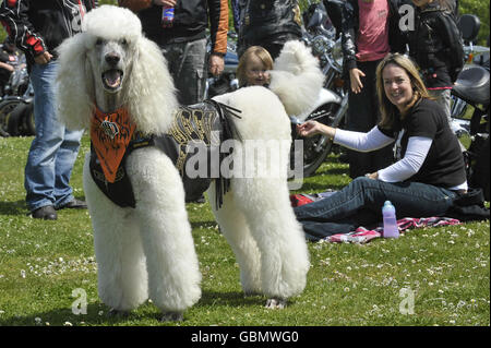 Oliver a poodle, dressed in his bikers jacket, at Lodmoor County Park, Warmwell Leisure Centre, Warmwell, near Dorchester, Dorset during the Harley Davidson Owners Group annual bike ride members meet up. Stock Photo