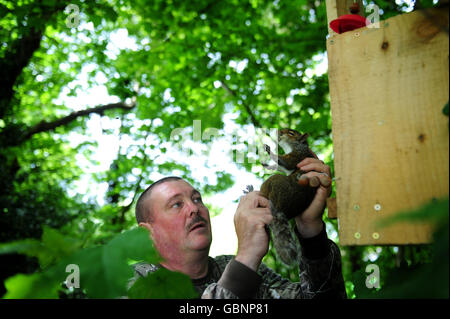 Gamekeeper Paul Parker from the Red Squirrel Protection Partnership removes a dead Grey Squirrel from one of his many traps in Riding Mill Northumberland, where he has caught and killed over 22,000 in two years, to try and ease the Red Squirrel back into these areas. Stock Photo