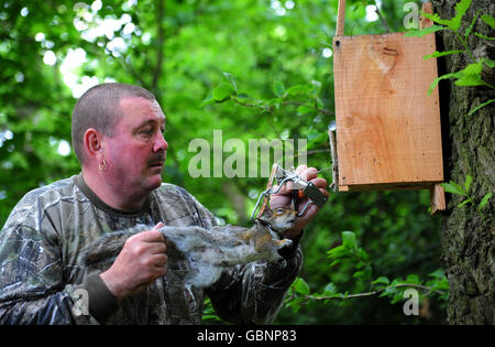 EDS NOTE: GRAPHIC CONTENT Gamekeeper Paul Parker from the Red Squirrel Protection Partnership removes a dead Grey Squirrel from one of his many traps in Riding Mill Northumberland, where he has caught and killed over 22,000 in two years, to try and ease the Red Squirrel back into these areas. Stock Photo