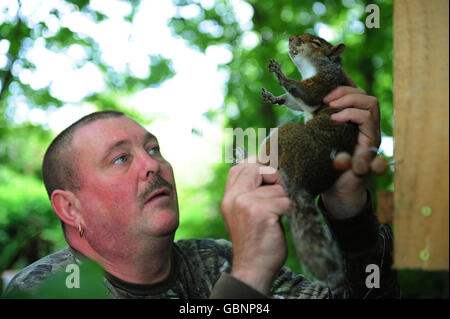 Gamekeeper Paul Parker from the Red Squirrel Protection Partnership removes a dead Grey Squirrel from one of his many traps in Riding Mill Northumberland, where he has caught and killed over 22,000 in two years, to try and ease the Red Squirrel back into these areas. Stock Photo
