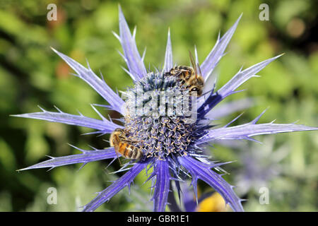Pembroke Lodge in Richmond Park, London, UK. 2nd July, 2016. Two bees collect pollen on eryngium planum or Blue Sea Holly, on a warm sunny day in London, where the gardens at Pembroke Lodge in Richmond Park are full of pretty flowers in bloom. Credit:  Julia Gavin UK/Alamy Live News Stock Photo
