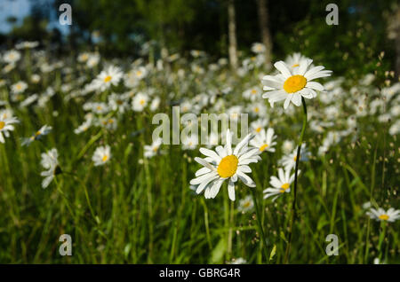 Group of blossom daisies in a summer landscape Stock Photo