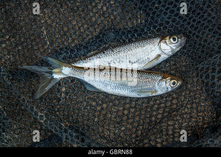 Freshwater fish just taken from the water. Several ablet or bleak fish on black fishing net. Stock Photo