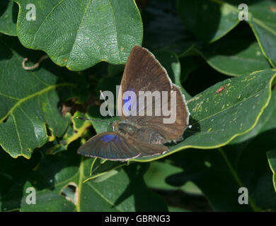 Purple hairstreak butterfly (Favonius quercus) basking with wings open on oak leaves, UK Stock Photo