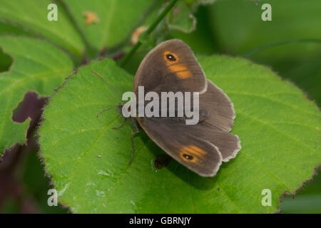 Meadow brown butterfly (Maniola jurtina) basking open on bramble leaf, UK Stock Photo