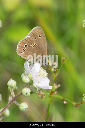 Ringlet butterfly (Aphantopus hyperantus) on bramble flowers in Hampshire, England Stock Photo
