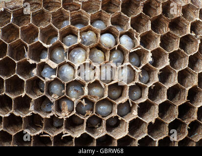 Details of inside of wasp nest showing various stages of development ...