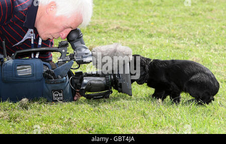 Copper a nine week old Cocker Spaniel investigates a TV camera during a photocall where the spaniel was handed over to the charity, Cancer & Biodetection Dogs by Strathclyde Police at the Scottish Police Dog Training Centre, Pollock Country Park. Stock Photo