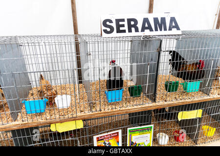 Serama chickens in cage at show chicken cages caged UK England GB Stock Photo