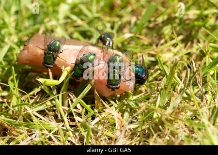 Rotting meat and green bottle flies Stock Photo
