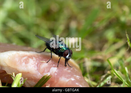 Rotting meat and green bottle flies Stock Photo