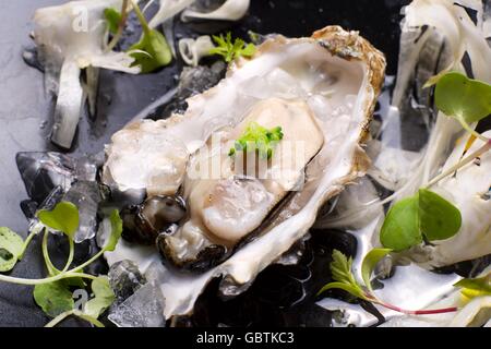 Oyster on the half shell with fennel salad and seaweed. Stock Photo