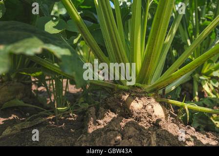 Sugar beet root in the ground, cultivated crop field grown commercially for sugar production, close up with selective focus Stock Photo