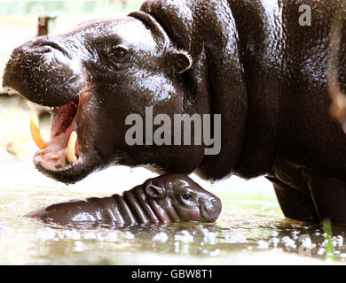 gift' in West Africa) with mother Ellen at Edinburgh Zoo, Scotland. Stock Photo