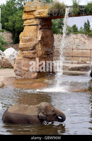 A baby elephant cools off in the hot temperatures by bathing in the pool at Chester Zoo. Stock Photo