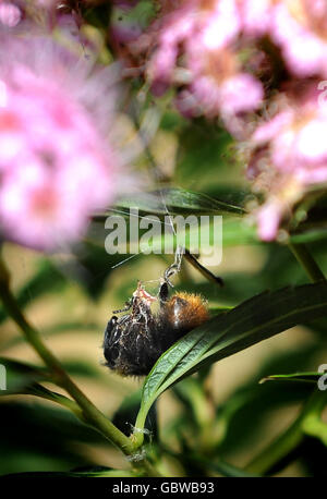 Dead honey bees are seen in a spider's web in a garden in Lincoln, New ...