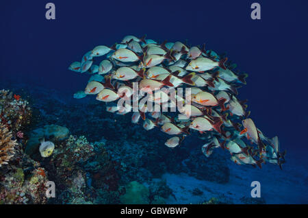 Shoal of Humpback Red Snappers (Lutjanus gibbus) over a coral reef, Indian Ocean, Bathala, Ari Atoll, Maldives Stock Photo